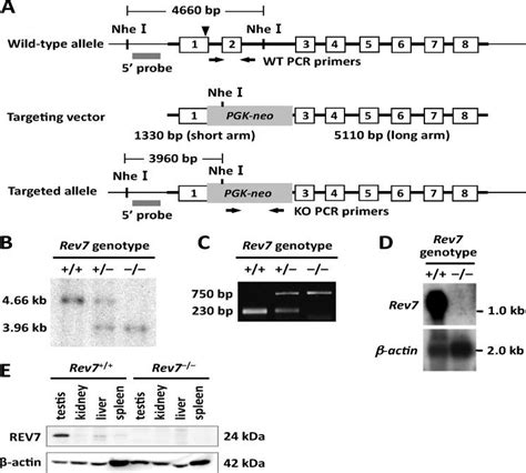 Mouse Multiple Tissue Northern Blot Membranes Takara Bioz