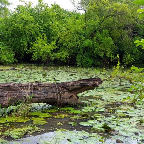 Wetland Habitat adjacent to Trapline 1 (Photo W. Branch). | Download ...