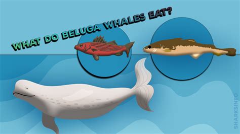 Beluga Whale; Facts, Diet and Habitat Information - sharksinfo.com