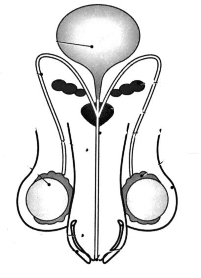 Anatomie du système reproducteur masculin Face Diagram Quizlet