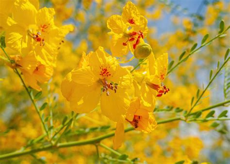 Parkinsonia Florida Blue Paloverde