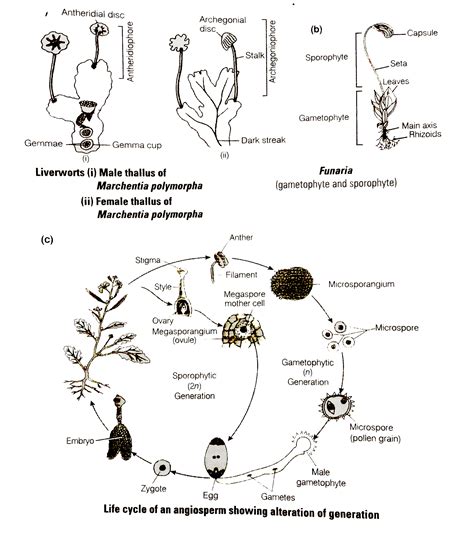 Draw labelled diagrams of (a) Female and male thallus of a liverwort