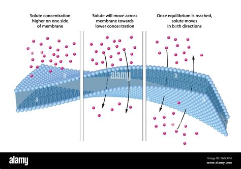 Lower Solute Concentration Hi Res Stock Photography And Images Alamy