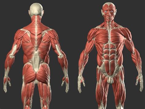 anatomy muscles