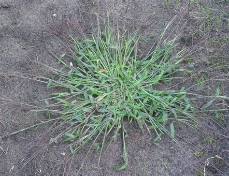 Crabgrass Prevention And Control Fairway Green Inc