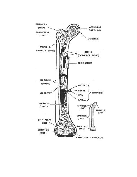 Long Bone Femur Diagram