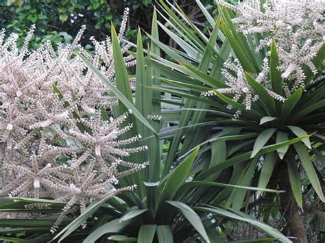 Cabbage Palm Torquay Palm My Climate Change Garden