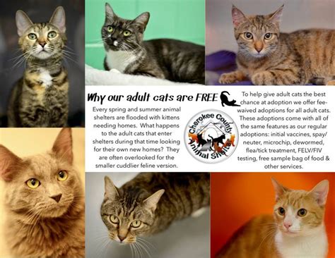 Adopt Cats For FREE! | Cat adoption, Animal shelter, Animals