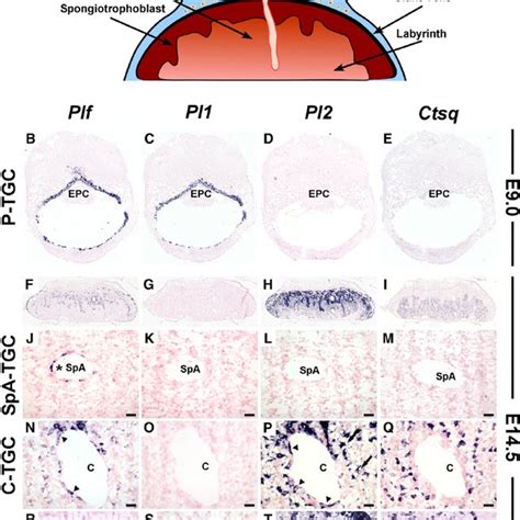 Summary Of The Trophoblast Cell Lineage And Origins Of Different Tgc Download Scientific