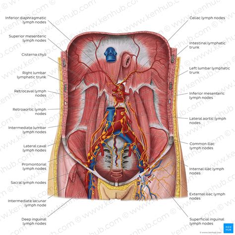 Anatomy Of Pelvic Lymph Nodes And Vessels Kenhub