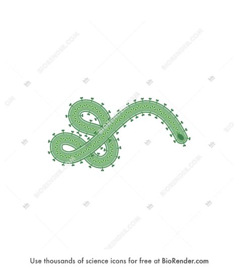 Free Ebola Icons, Symbols & Images | BioRender