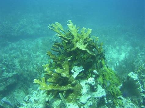 Staghorn coral