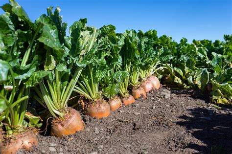 Geronimo Fodder Beet Notman Pasture Seeds Australia