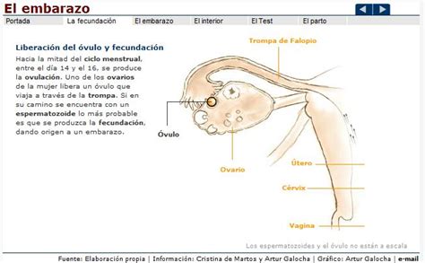 El Embarazo Recurso Educativo 43387 Tiching