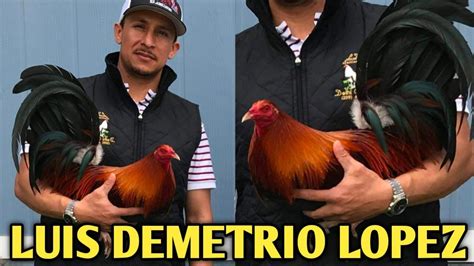 Best Quality Yellow Leg Hatch Asil Kelso Ldl Farm California Youtube