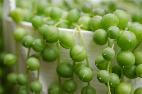 Ultimate Guide to String of Pearls Plant Care at Home - Petal Republic