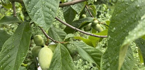 Philadelphia Orchard Project Philadelphia Orchard Project