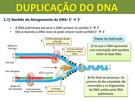 Cidos Nucleicos Duplica O Do Dna E Sintese De Proteinas Speaker Deck