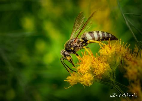 Four Banded Stink Bug Wasp Bicyrtes Quadrifasciatus Flickr