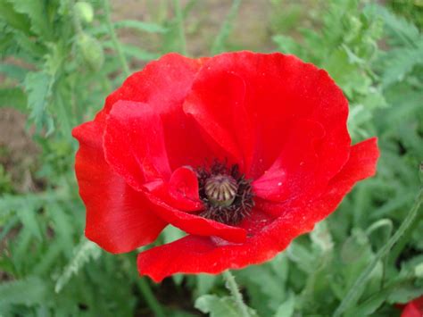 Buy Shirley Poppy Mixed Colour Flowers 2x Quality Seeds For Home Garden ...