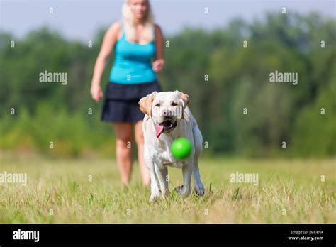 Mature Woman Plays With A Labrador On The Meadow Stock Photo Alamy