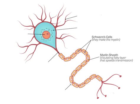 A P Ch Nervous Tissue Diagram Quizlet