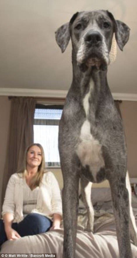 Biggest dog in the world is 7ft 6in Great Dane who loves chicken and peanut butter | Daily Mail ...