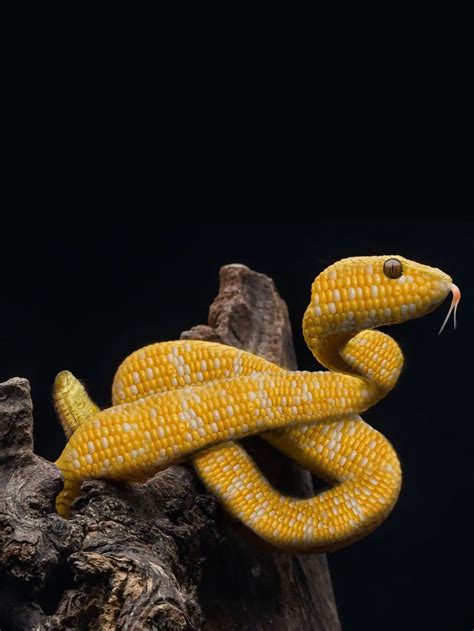 6 Editan Foto Gabungan Hewan dan Tumbuhan Ini Unik, Bikin Takjub - Hot