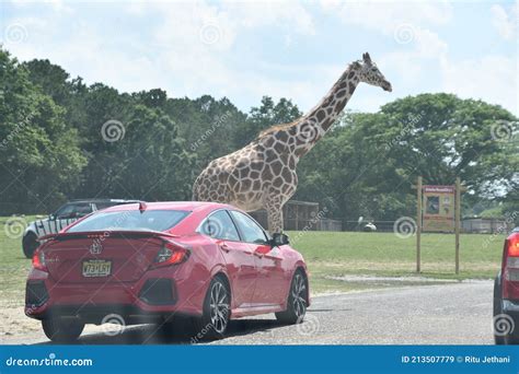 Giraffe At The Wild Safari Drive Thru Adventure At Six Flags Great