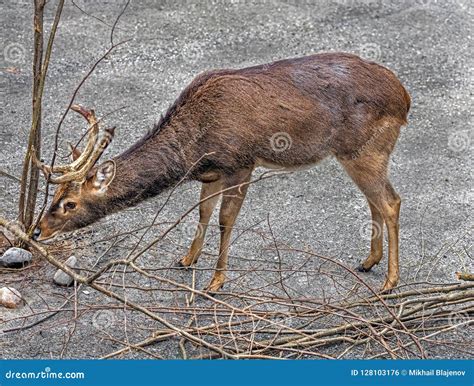 Eld S Deer Male 5 Stock Photo Image Of India Wildlife 128103176