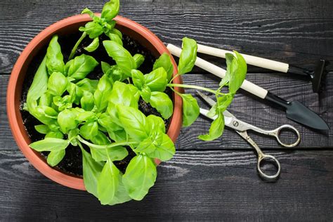 4 Easy Ways To Freeze Fresh Basil Leaves Step By Step Easy Freezing