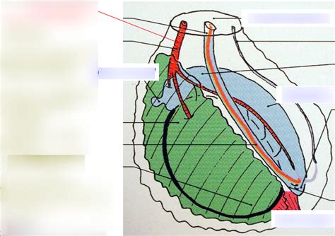 Diagramme De Testicule Aspect Externe Et Voies Séminales Quizlet