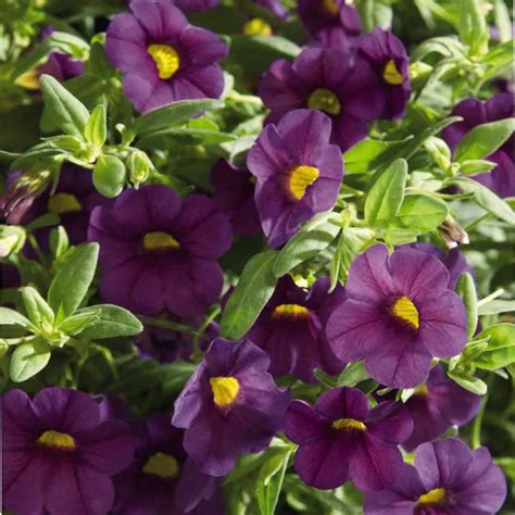 Calibrachoa Million Bells Trailing Blue - Pépinière Locas