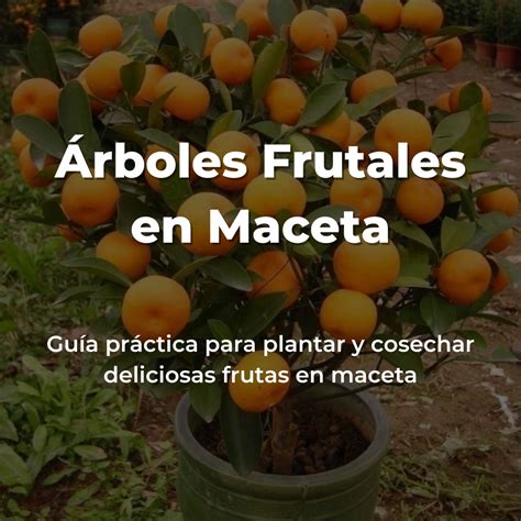 Details 48 árboles frutales en maceta pdf Abzlocal mx