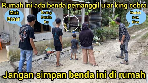 Kejadian Langka Raja Ular King Cobra Besar Masuk Ke Halaman Rumah Warga