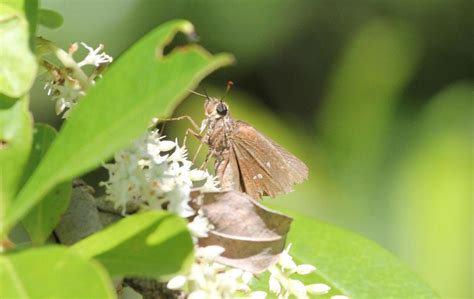 Twin Spot Skipper From Stone County Ms Usa On May At