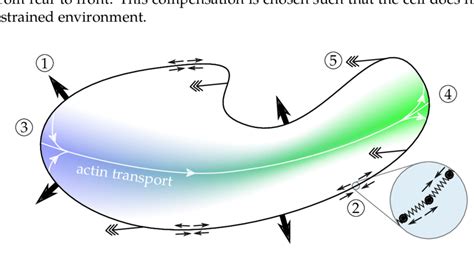 Schematic description of the cell. The cortex is subject to the a... | Download Scientific Diagram