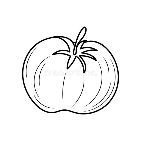 Dibujo Del Vector Del Tomate Tomates Aislados En Rama Ejemplo Vegetal Del Estilo Artístico