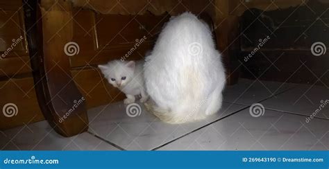 Baby white house cats stock photo. Image of mammal, carnivore - 269643190