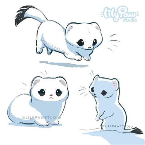 ermine studies  animal anatomy sketches cute animal art