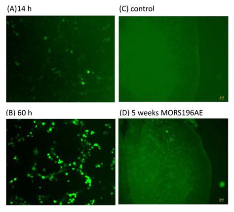 Fluorescence Micrographs In Vitro And In Vivo A B Representative