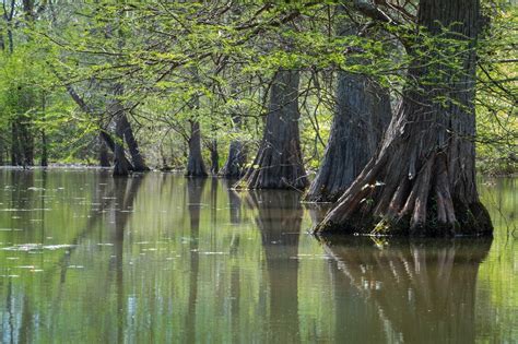 Winnie Views Missouri S Magnificent Mingo Nwr