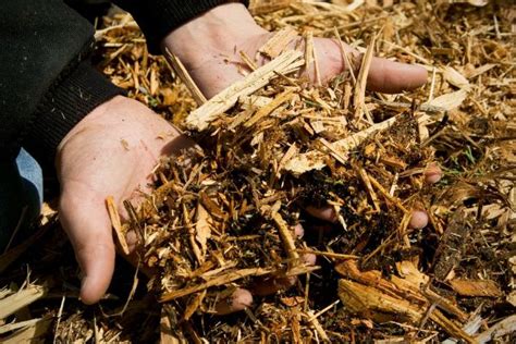 What Is The Purpose Of Mulching And 8 Common Mulching Mistakes To Avoid