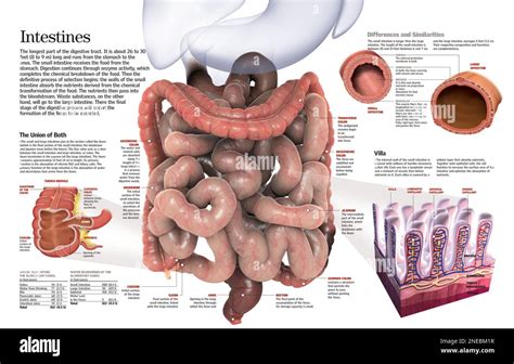 Infographie sur le gros intestin et l'intestin grêle de l'appareil ...