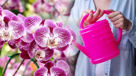 Bien arroser les orchidées le guide complet