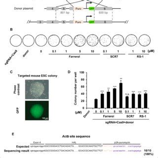 Farrerol Promotes Spcrispr Cas Mediated Gene Targeting Efficiency In