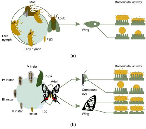 Difference in metamorphosis and bactericidal activity of hemimetabolous... | Download Scientific ...