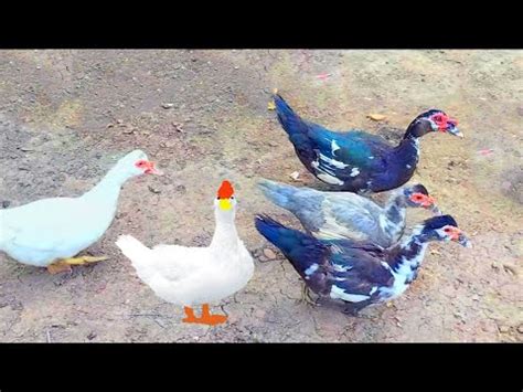 Duck And Chicken Eating Food In Farm Very Happy Farming Youtube