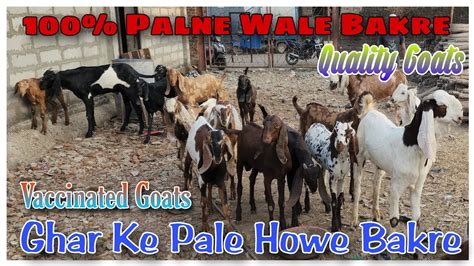 Ghar Ke Pale Howe Bakre Vaccinated Goat In Bhiwandi 100 Palne Wale