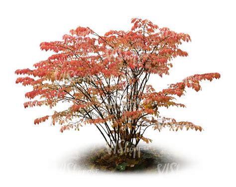 Bush With Red Leaves In Autumn Vishopper